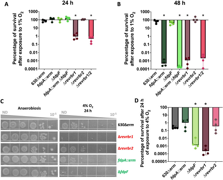 Graphs quantify the survival percentage of Cd mutant strains after exposure to 1 and 4 percent O2 for 24 h and 48 h. Spot plates feature the growth of Cd mutant strains under anaerobic and 4 percent O2 conditions.