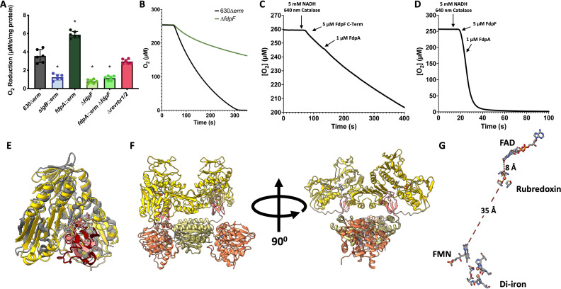 Graphs feature impaired oxygen consumption of the fdpA deletion Cd mutant and oxygen reductase activity of FdpA C-terminal domain with NADH and flavodoxin A. Illustrations depict the architecture and electron transfer pathway of FdpF.