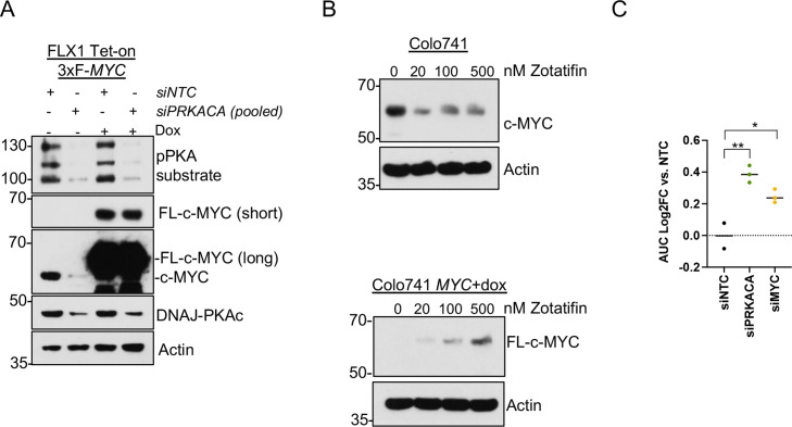 Oncogenic PKA signaling increases c-MYC protein expression through ...