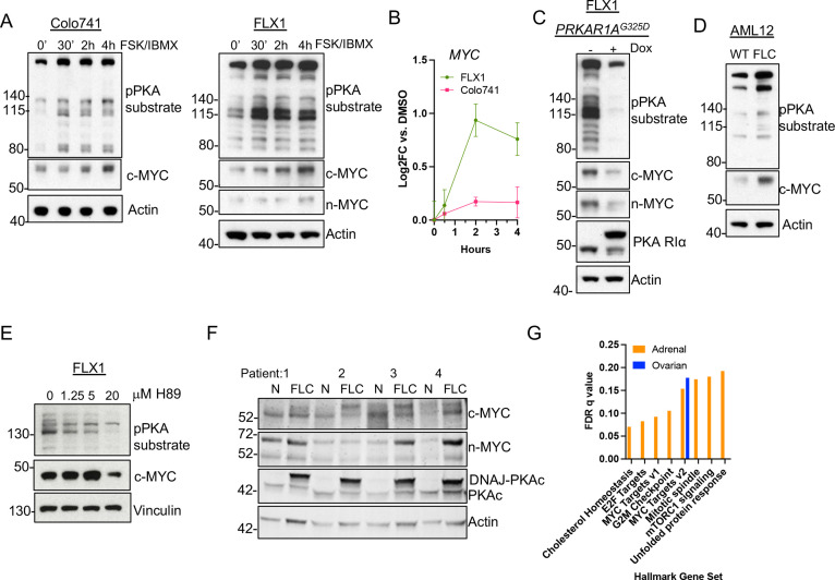 Oncogenic PKA signaling increases c-MYC protein expression through ...