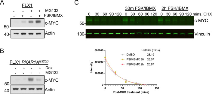 Figure 5—figure supplement 2.