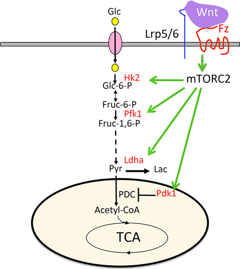 Fig. 1