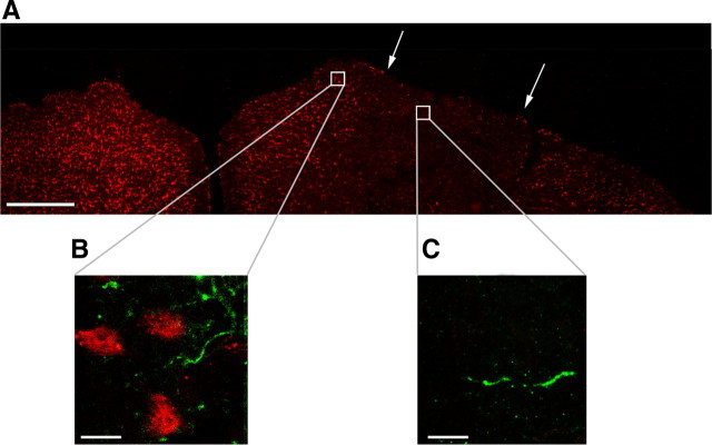 Figure 9.