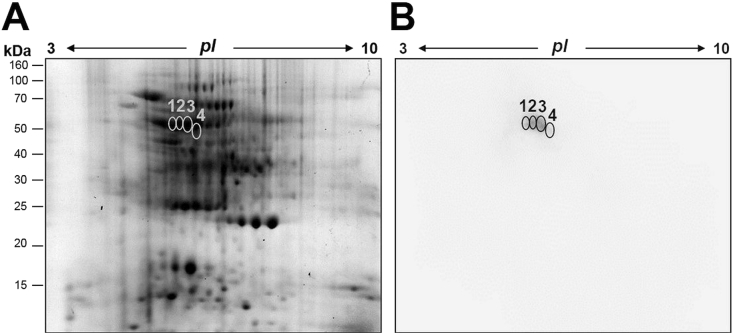 Fig. 2