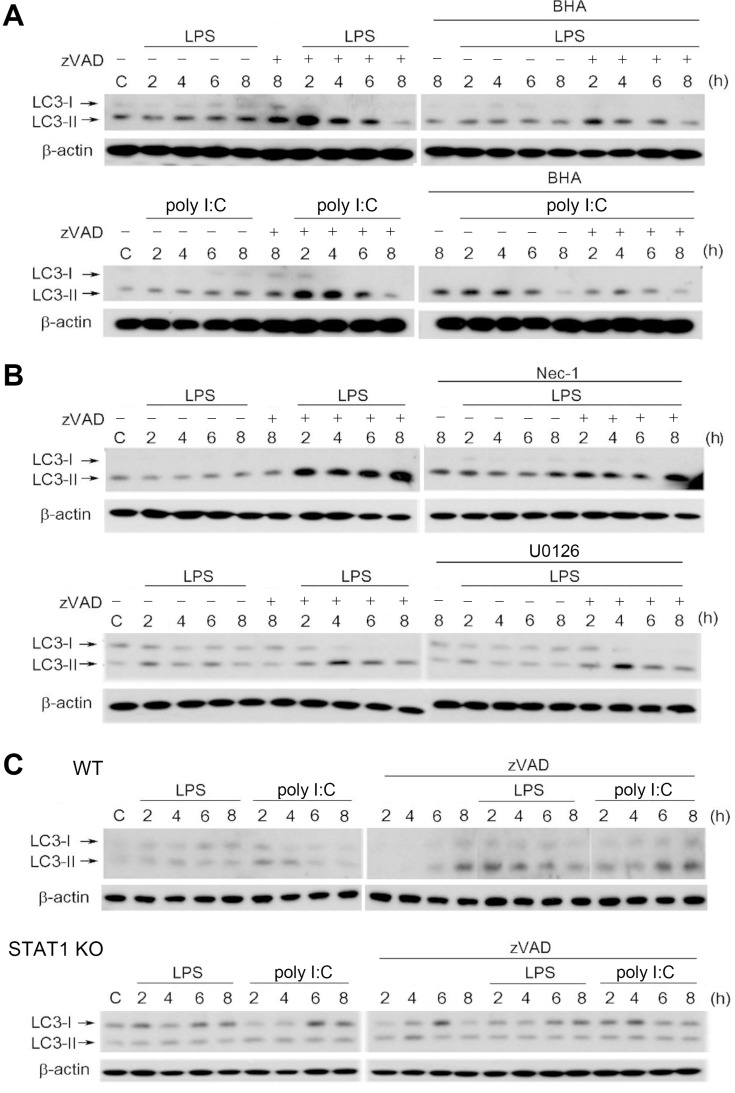 Fig. 9