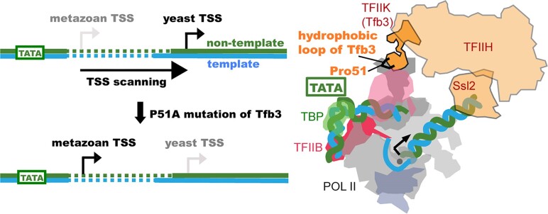 Graphical Abstract