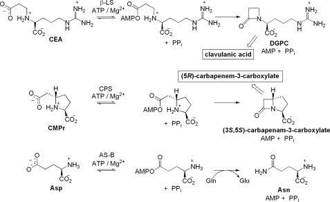 SCHEME 2