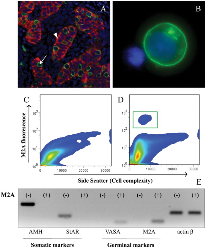 Figure 4