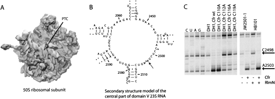 FIGURE 1.