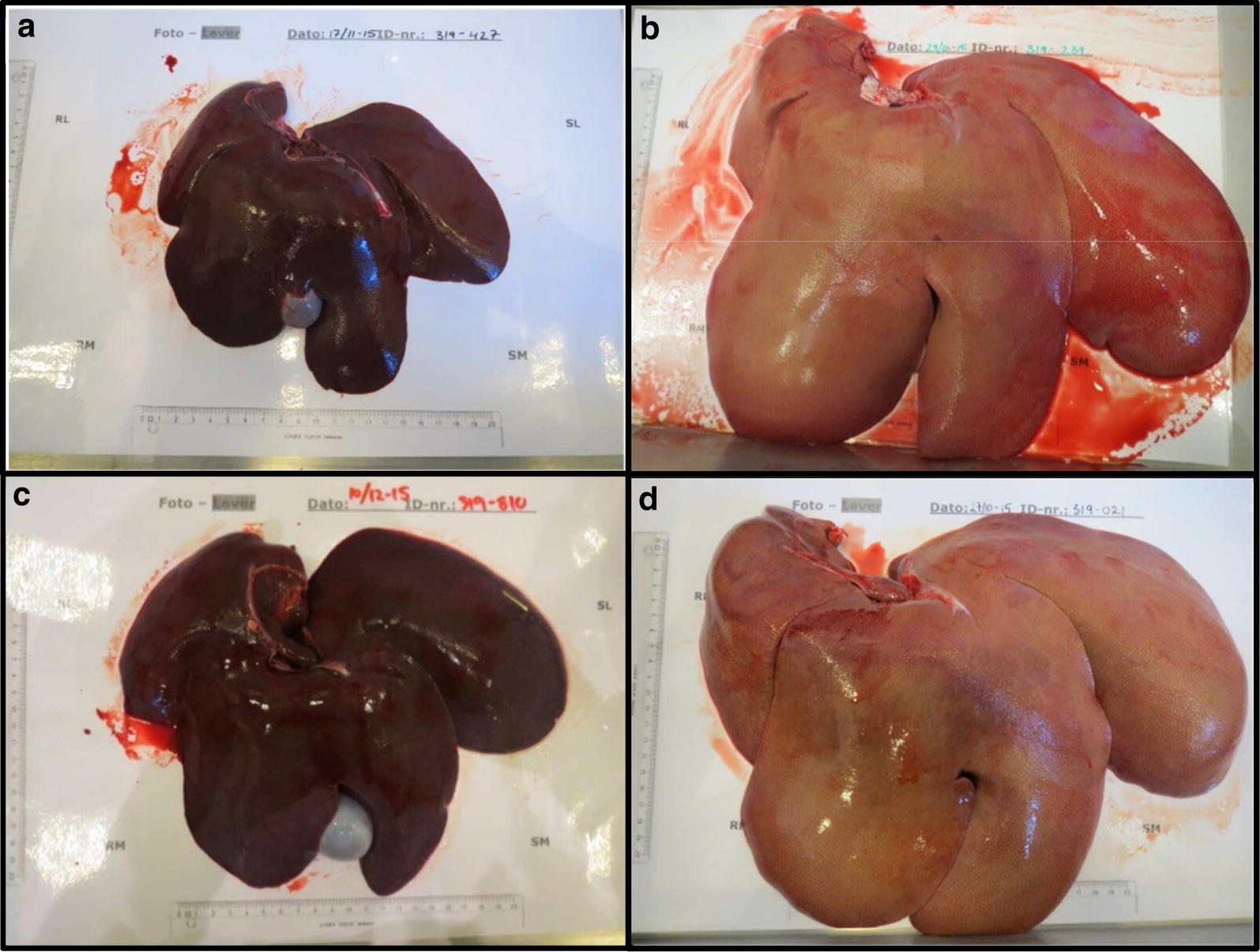 Fig. 2