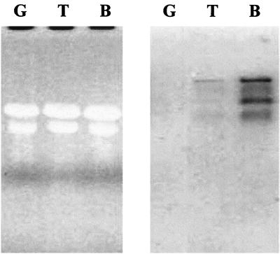 FIG. 6