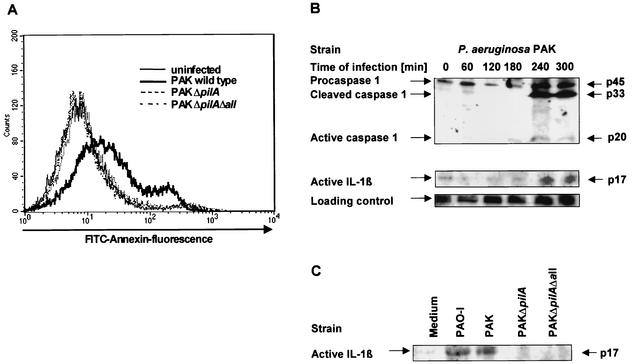 FIG. 1.