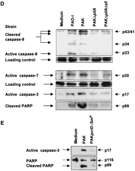 FIG.2.