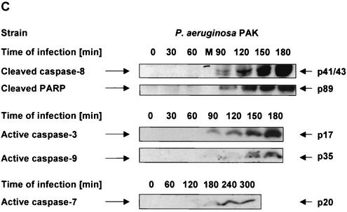 FIG.2.