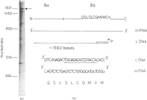 graphic file with name pnas00640-0279-a.jpg