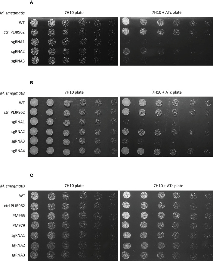 Figure 2