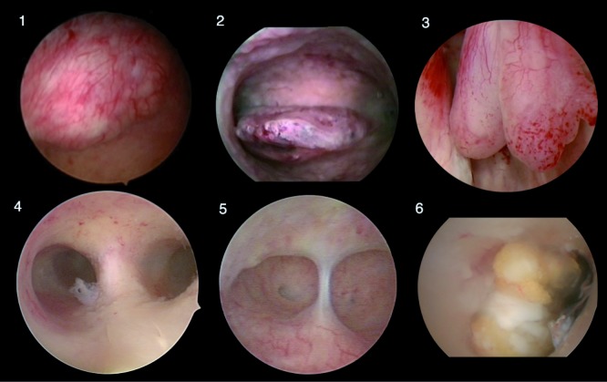 Fig. 5