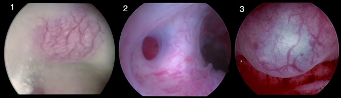 Fig. 7