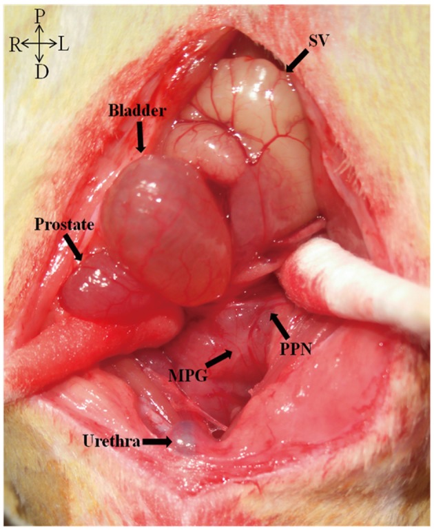 Figure 11