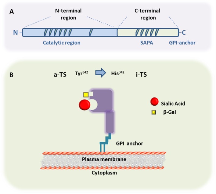 FIGURE 1