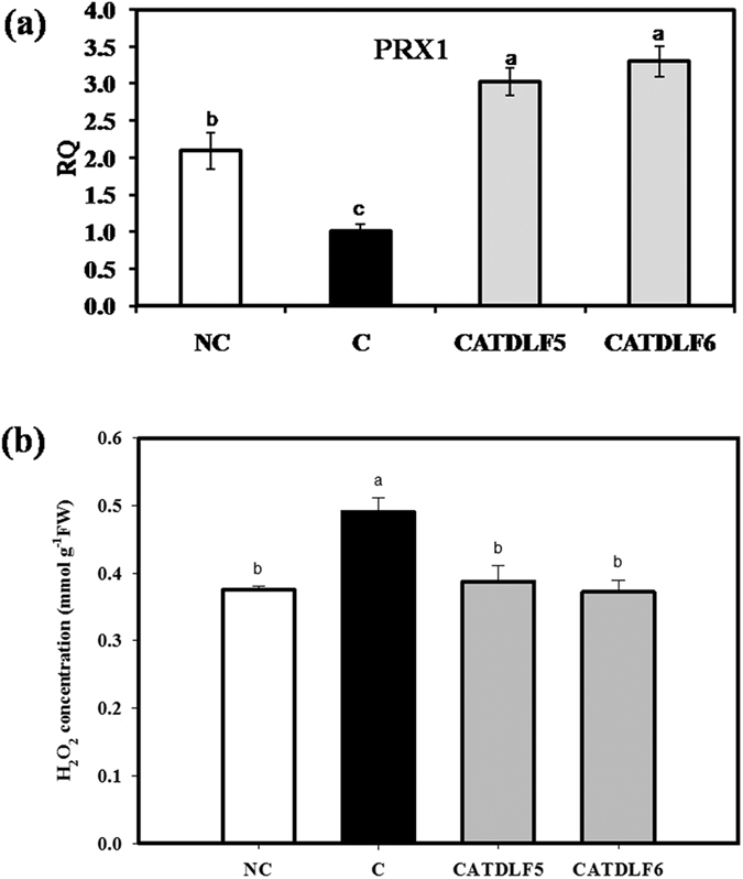 Figure 5