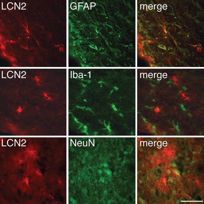 Figure 3