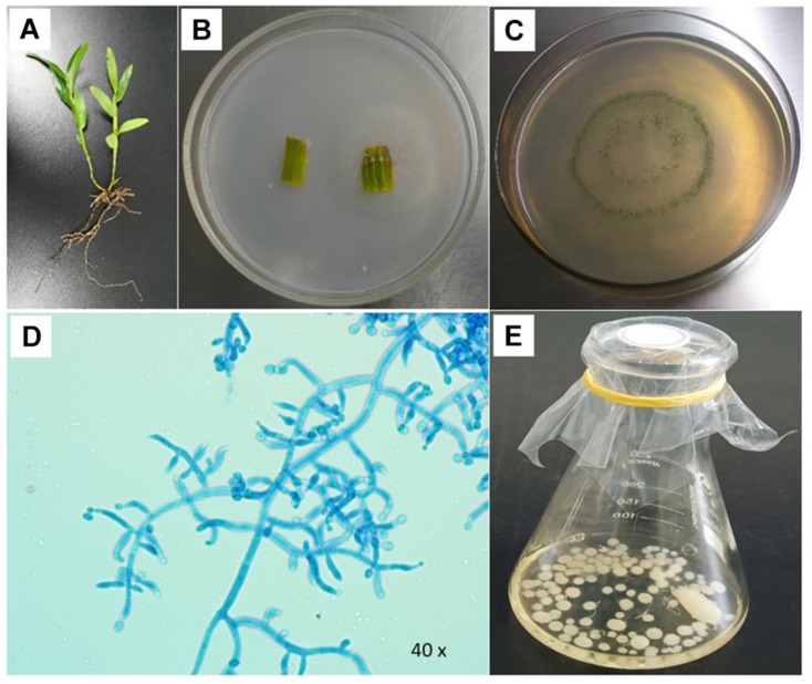 FIGURE 1