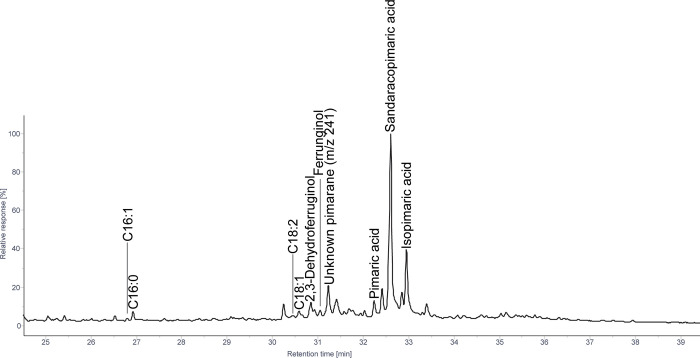 Podocarpaceae and Cupressaceae: A tale of two conifers and ancient ...