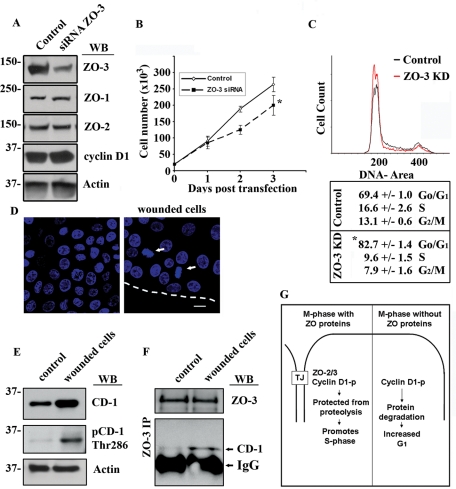 FIGURE 7: