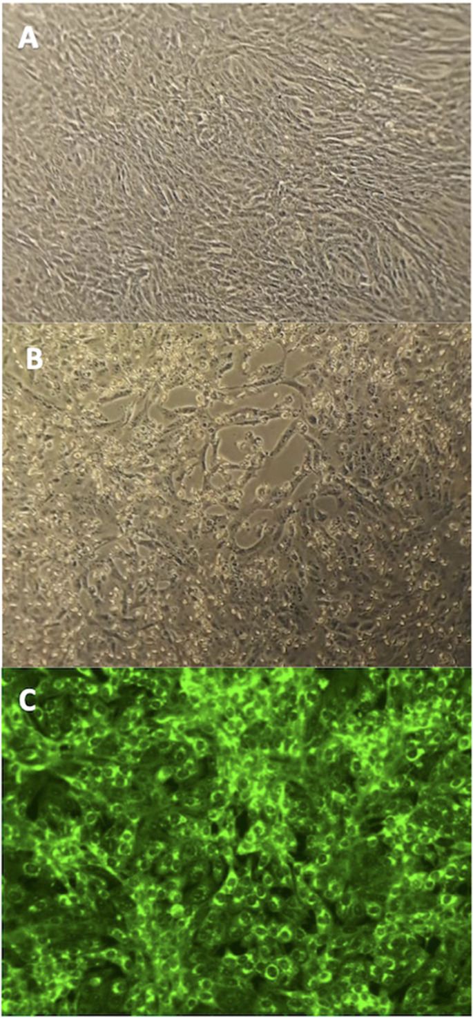 Fig. 1