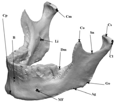 Fig. (6)