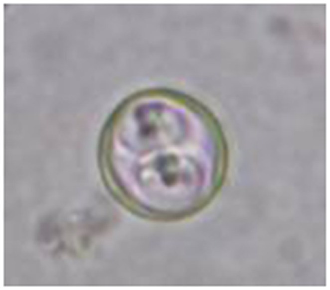 Molecular Characterization of Cyclospora-like Organisms from Golden ...