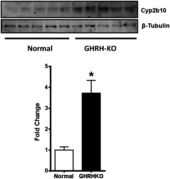 Figure 4—figure supplement 1.