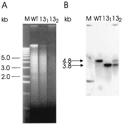 FIG. 5