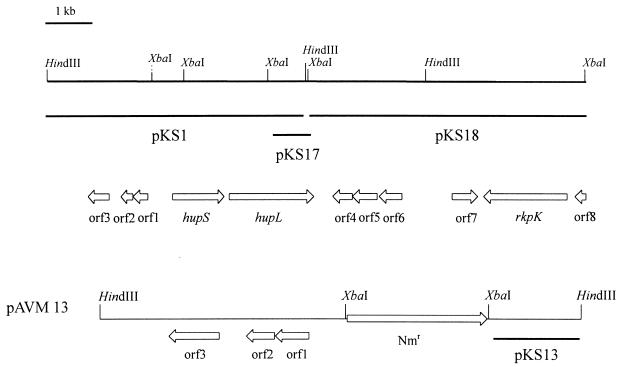 FIG. 1