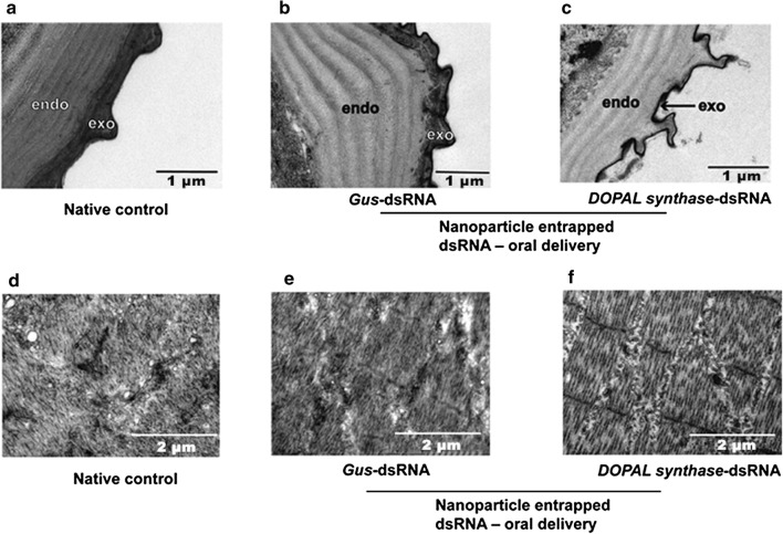 Fig. 6