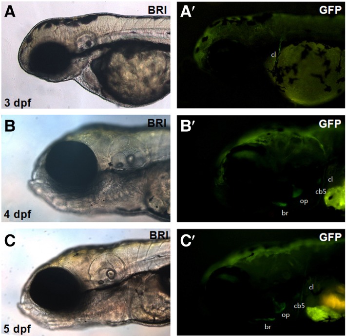 Fig. 4.