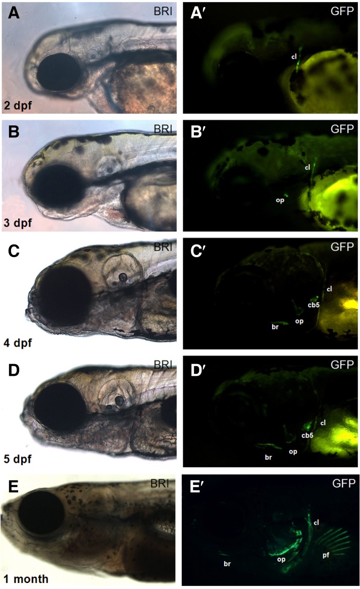 Fig. 3.