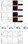 Figure 3—figure supplement 1.
