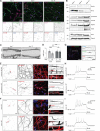 Figure 1—figure supplement 1.