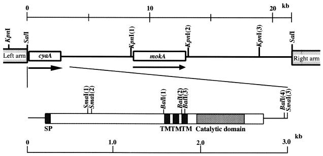 FIG. 1.