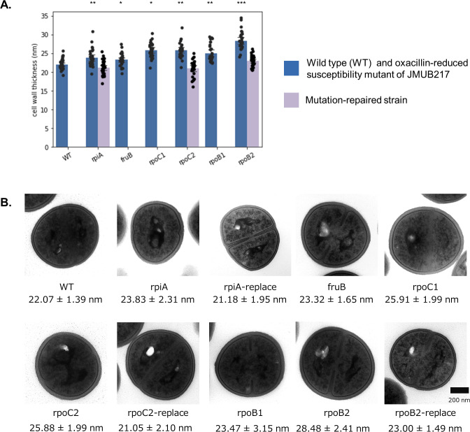 Graphs plot cell wall thickness across WT, oxacillin-reduced susceptibility mutants carrying rpiA, fruB, rpo1, rpoB2, rpoC1, and rpoC2 mutations and mutation-repaired strains, along with micrographs of the cell wall.