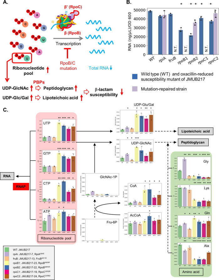 RpoBC mutations dysregulate transcription, boost UDP production, and reduce beta-lactam susceptibility. Graphs plot RNA content, ribonucleotide pool, amino acids, and metabolites in RNA and peptidoglycan biosynthesis pathways for the mutants.