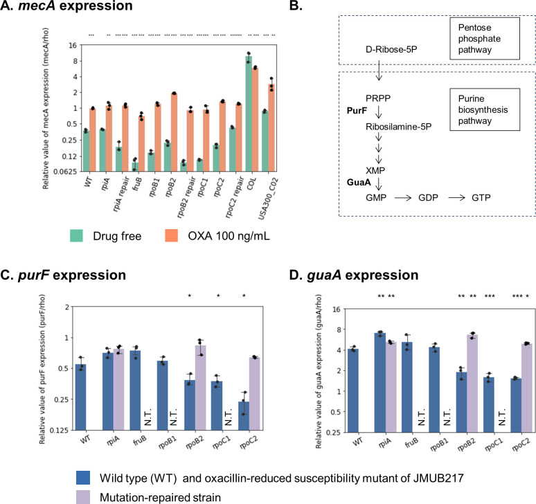 Expression levels of mecA, purF, and guaA genes are measured in six mutants with reduced oxacillin susceptibility, mutation-repaired strains, and MRSA strains with 100 ng/mL of oxacillin. Purine biosynthesis from D-Ribose 5P is illustrated.