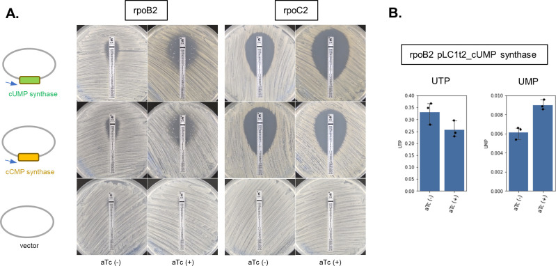 The results for rpoB2 and rpoC2 mutants with/without aTc induction of cUMP and cCMP synthase genes are featured. Graphs plot UTP and UMP of rpoB2 mutants in the presence/absence of aTc induction.