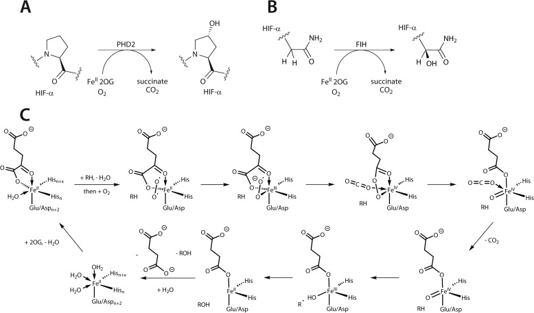 FIGURE 1.