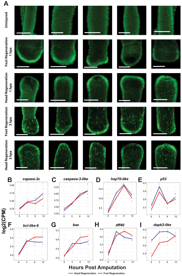 Figure 1—figure supplement 4.