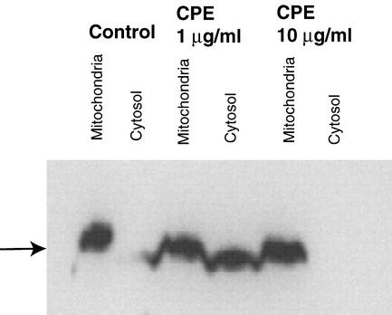 FIG. 8.