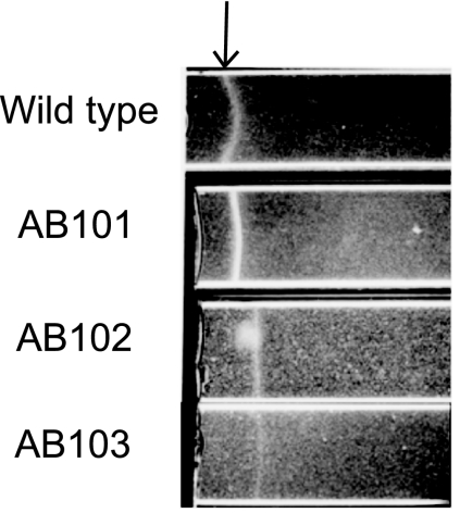 FIG. 3.