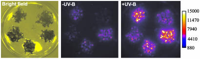 Fig. 6.